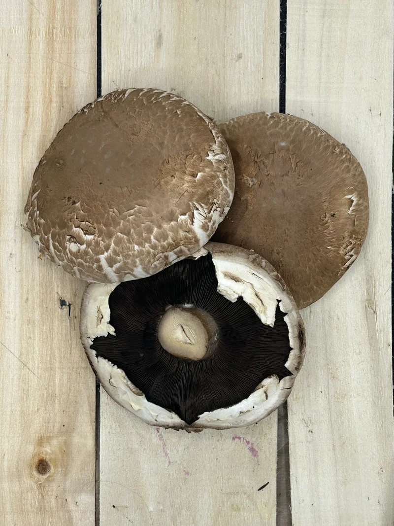 Champignon Portobello +/- 250gr