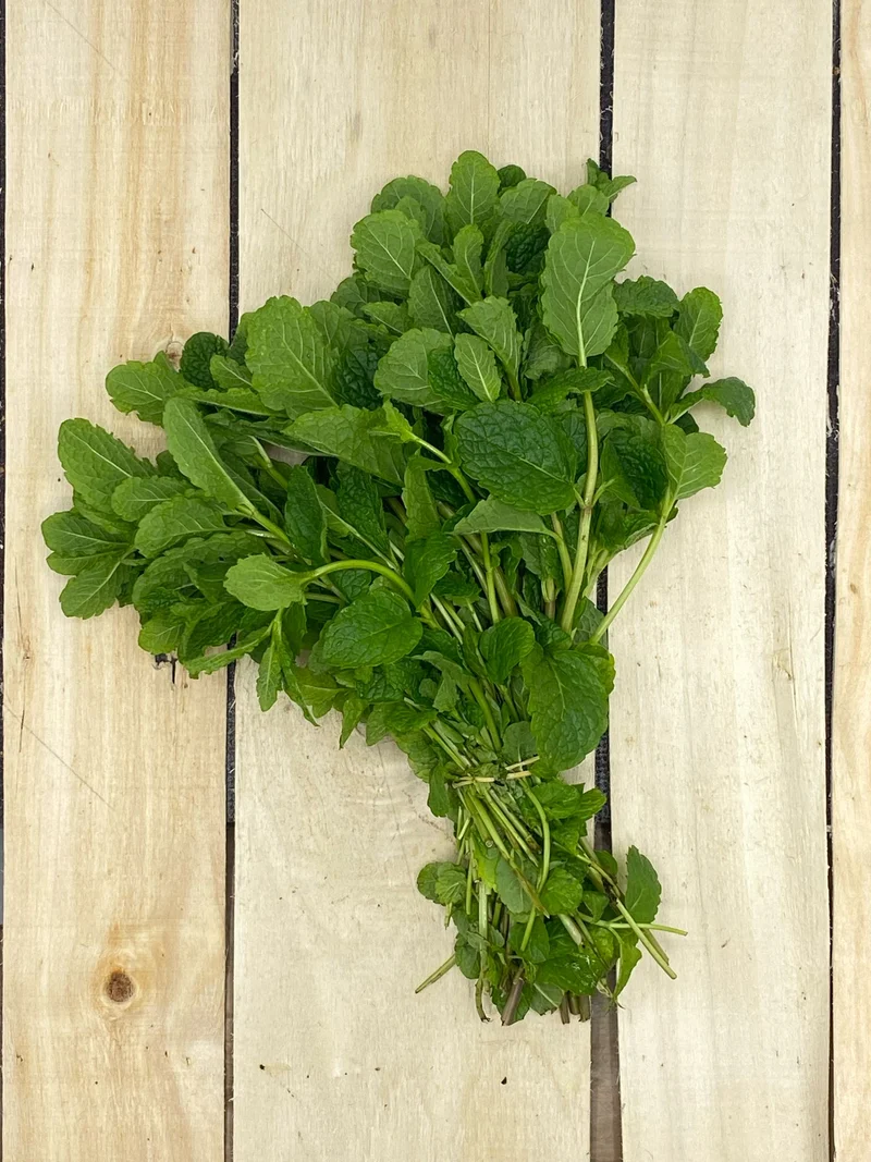 Menthe Botte
