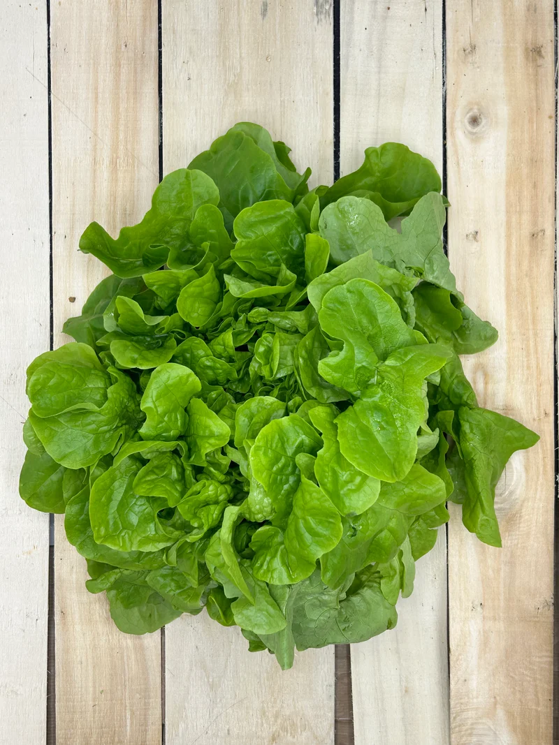 Laitue Feuille de Chêne Blonde