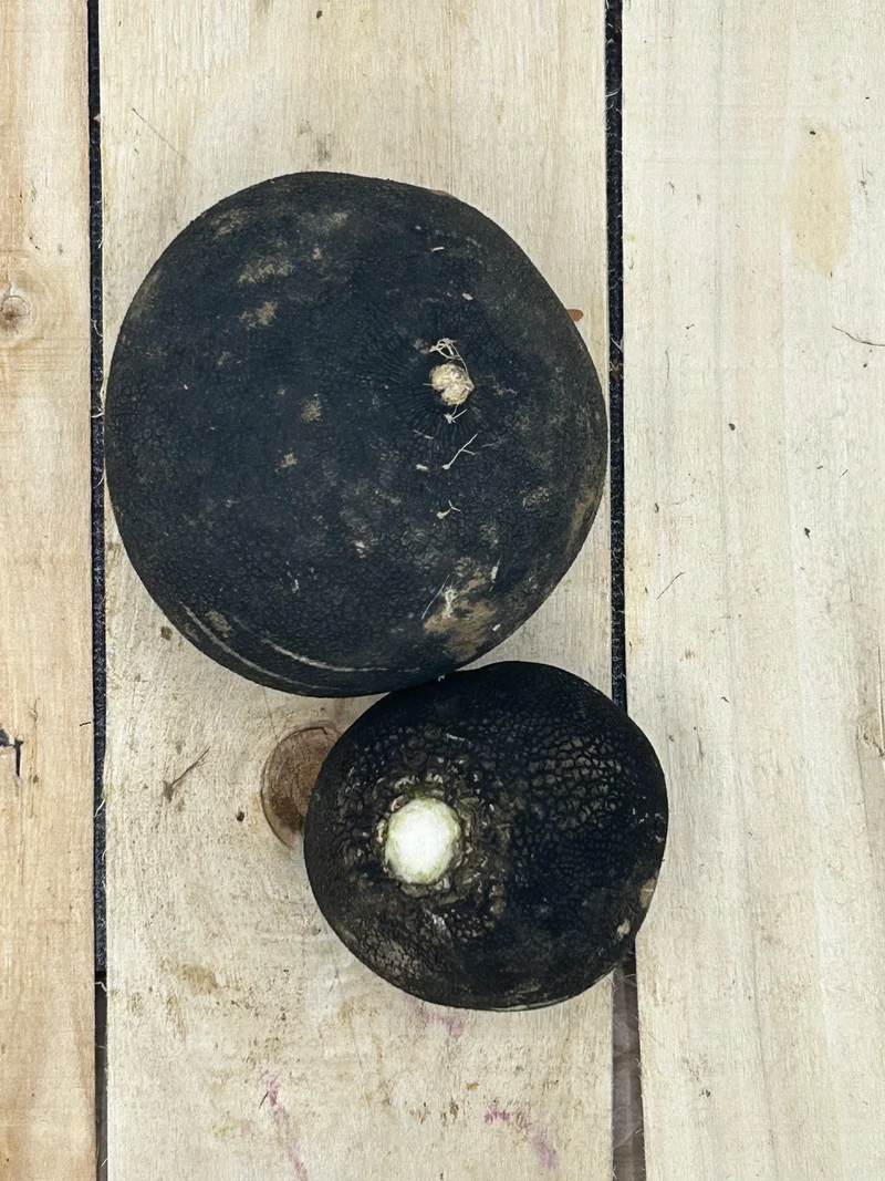 Radis Noir +/- 500gr